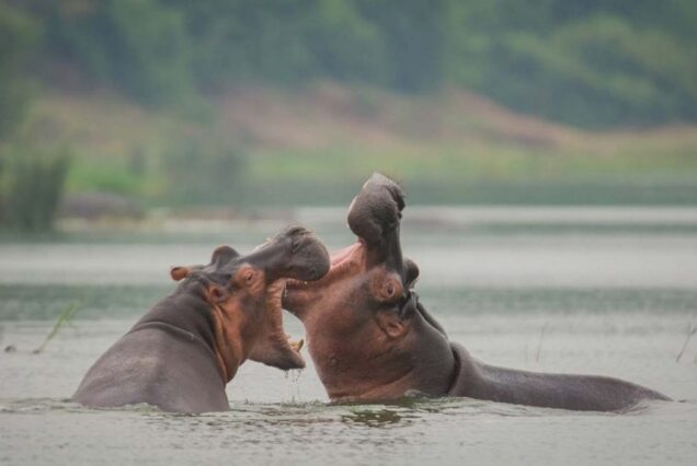 3-Days Uganda Mountain Gorilla Trekking Safari