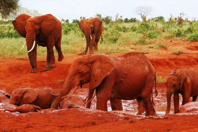 4-day Tsavo East & Tsavo West National Parks