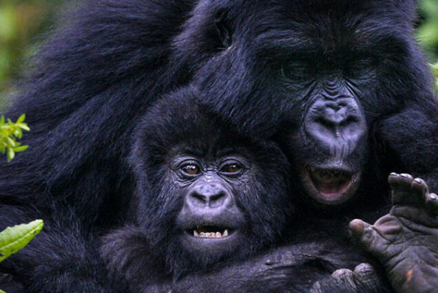 5 day Rwanda Gorilla Adventure