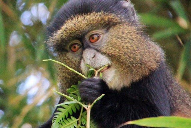 6 DAY PRIMATE SAFARI IN RWANDA