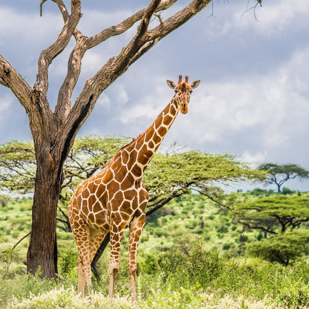Kenya