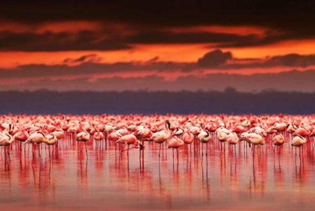 3-Day Lake Nakuru & Lake Naivasha Safari Adventure