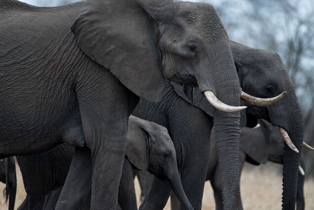 7-Days Uganda Wildlife And Primate Experience Safari