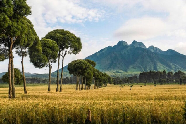 6 Day Rwanda Safari